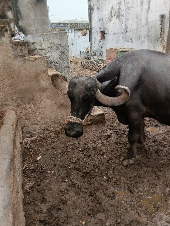 ભેંશ વેસવાની છે