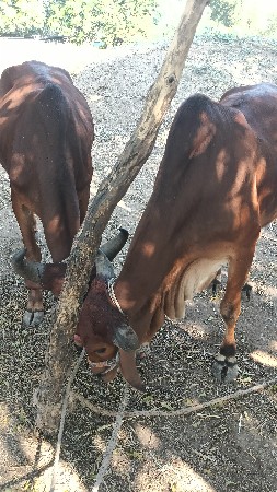 જેશા ભાઈબારૈયા