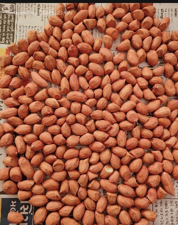 ગિરનાર માંડવીનું બી વેચવાનું છે
