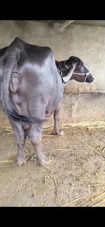 મોટી ભેંસ છે
