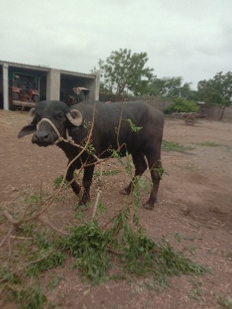 ખડેલી વેચવાનિ છે 2