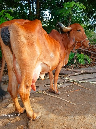 ગાય વેચવાની