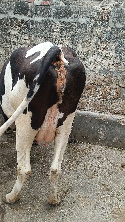 આ ગાય વેચવાની છે.