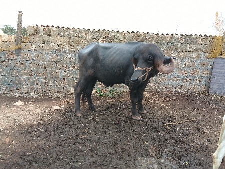 પાડો વેચવાનો છે