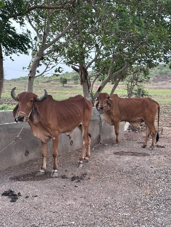 balda vachva na cha