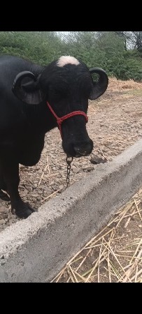 2 વેતર ભેંસ વેચવા ની છે