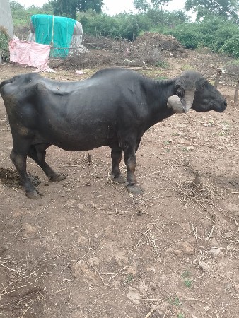 ભેંસ વેચવાની સે પાસમુ વેતર વાસે