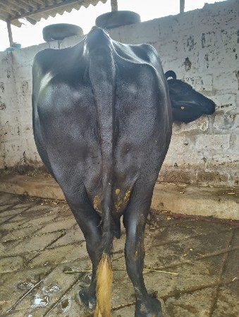 ભેંસ વેચવાની છે