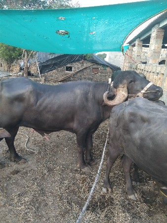 પાડો વેચવાનો છે