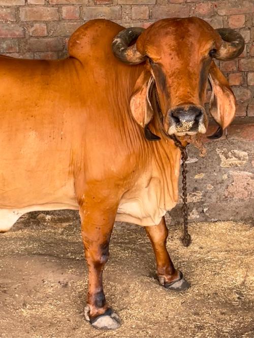 ગાય વેચવાની છે