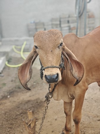 નંદી