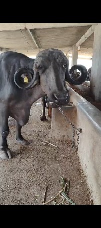 3 વેતર છે