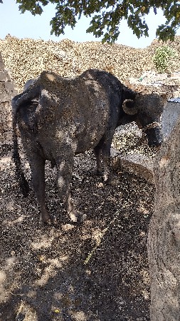 ભેસ