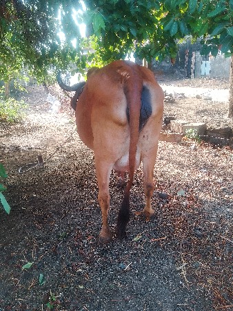 ગાયવેશવાનીછેગાભણીછે