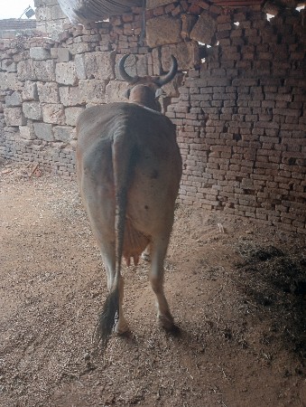 આઘા વેચવાની છે ગાય વેચવાની છે