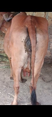 ગીર ગાય વેચવાની છે