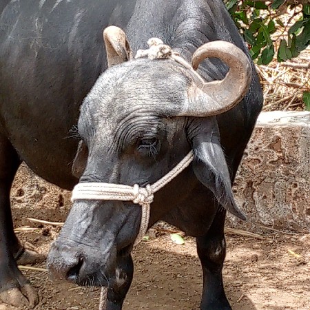 ભેશ વેચવા ની સે