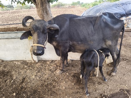 ભેંસ વેચવાની છે