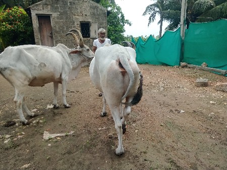 દેશી વડ્યારા
