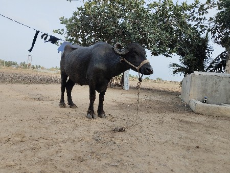 ભેંશ વેચવાની છે વે ર વિયાવાની છે