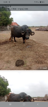 વેચવાની છે