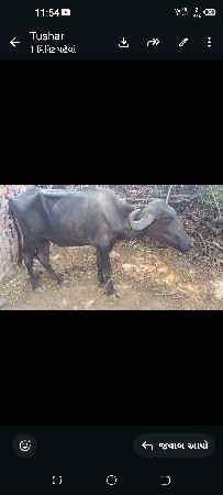 પાડીઓ વેચવાની છે