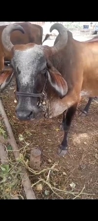 gay  vechvani chhe