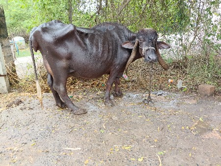 ભેંસ વેચવાની છે