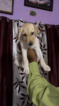 lebradog