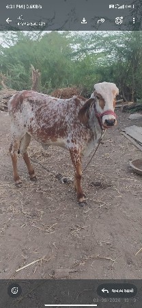 વાસડી વેચવા ની છે