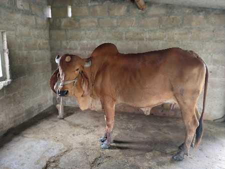 ગાય વેચવાની છે