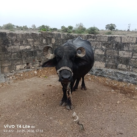 bhesh veshvani se