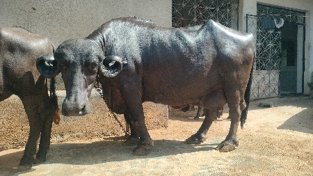ભેંસ વેશવા ની સે