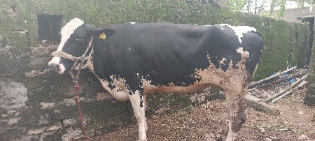 એસ એફ ગાય વેચવાની છે