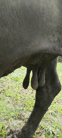ભેંસ વેચવાની છે