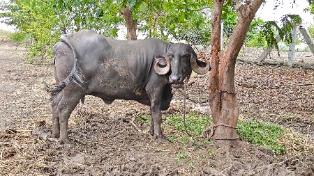 ભેંસ વેચવાની છે