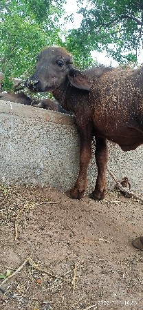 પાડો વેચવાનો છે
