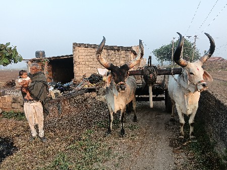 બળદ વેચવાના છે