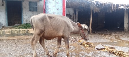 પાડો વેચવાનો છે