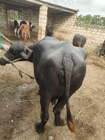ભેંસ ત્રીજું વેતર વ્યાસે