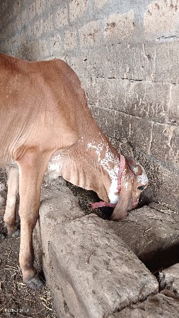 વાસળી
