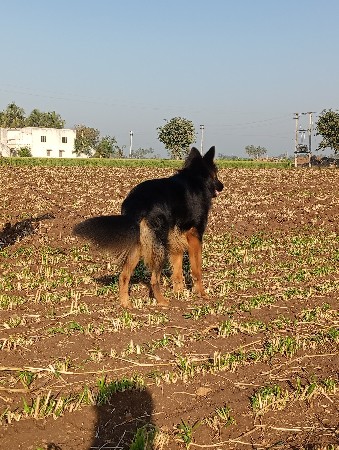 જર્મન શેફર્ડ કુતરો વેચવાનો છે.