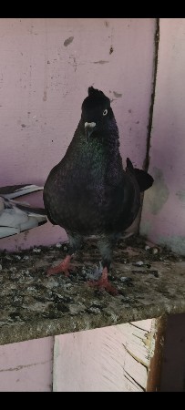 ઉડાન અને ચોટી મોજાં વાળા