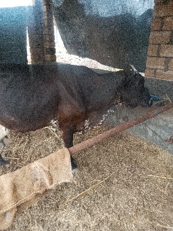 2 ક્રોસ ગાય