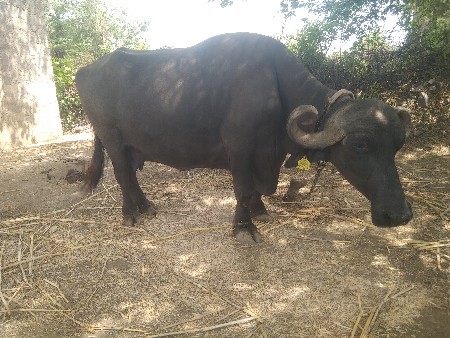 રોહિત ભાઈ 
6354616803