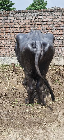 ભેંસ વેચવાની છે