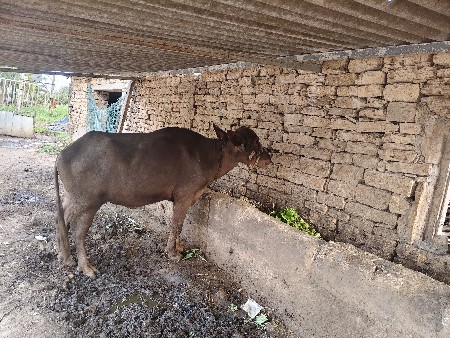 ખરેલી