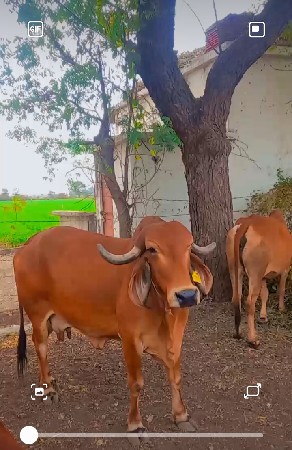 આ ગાય વેચવાની છે