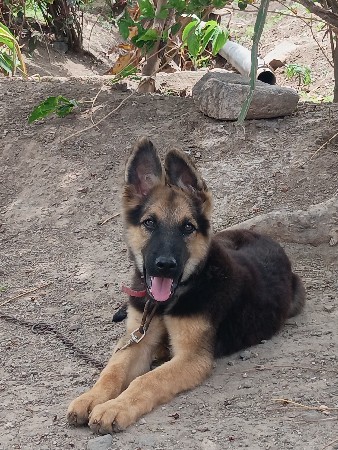 German Shepherd galudiyu