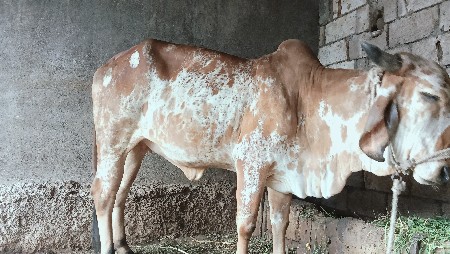 ગાય.વેસવા.ની.છે